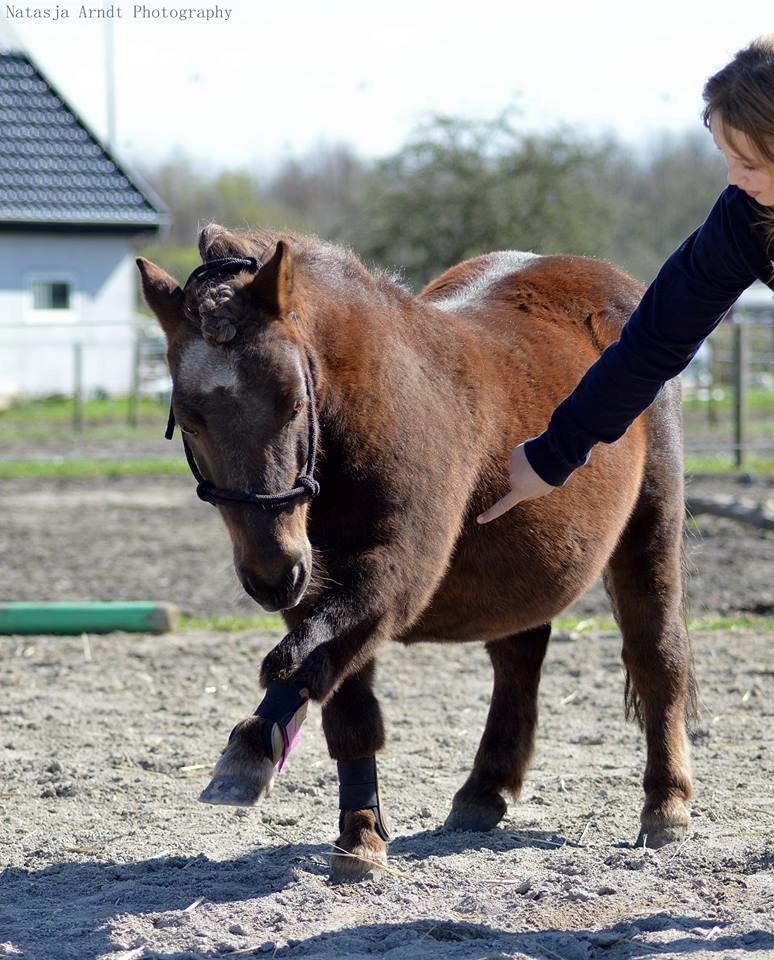 Shetlænder Rambo billede 9