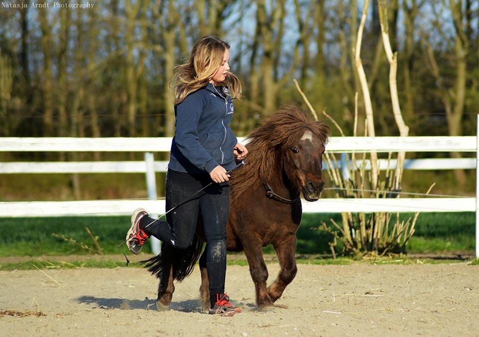 Shetlænder Rambo billede 10