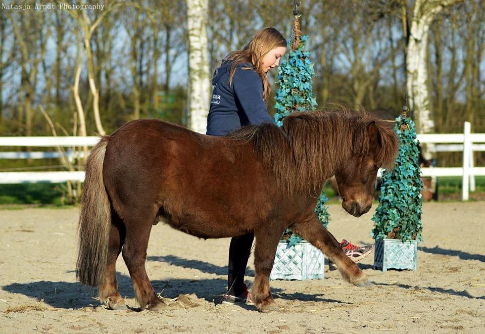 Shetlænder Rambo billede 12