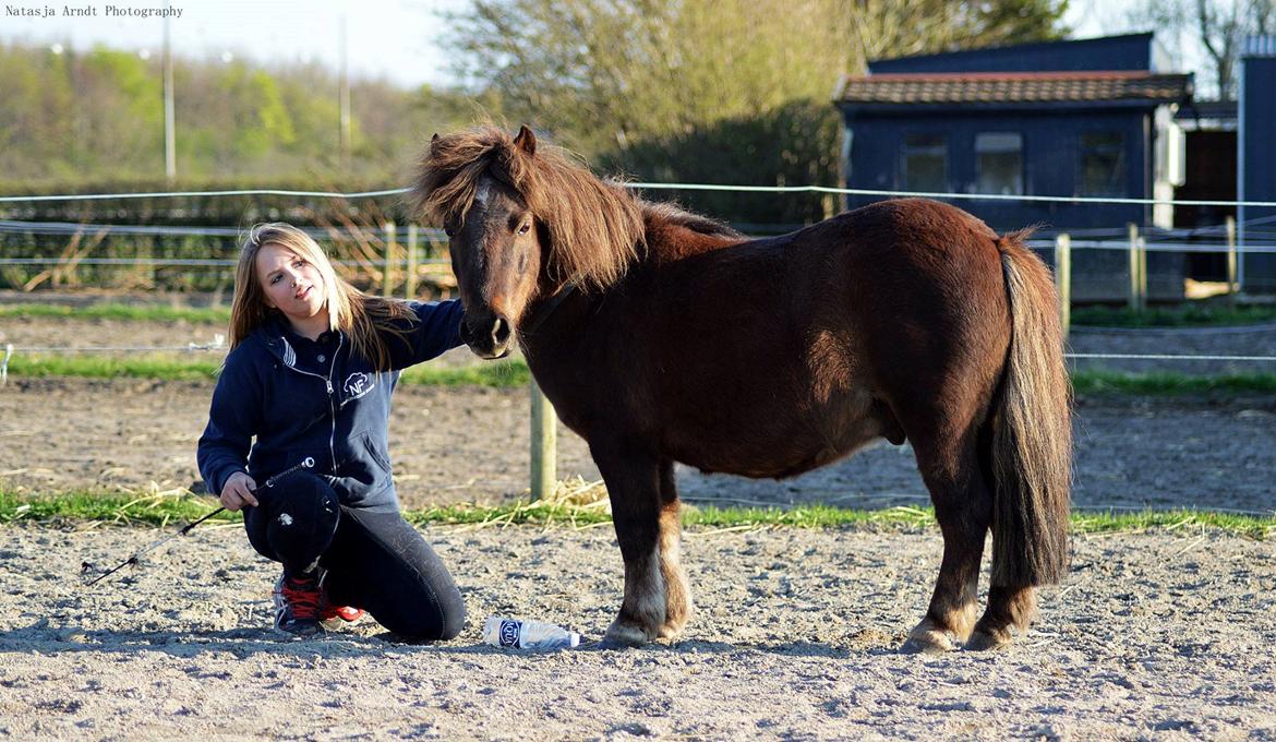 Shetlænder Rambo billede 11