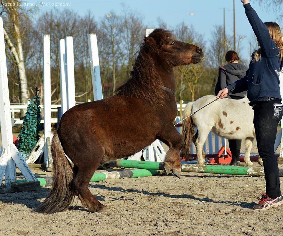 Shetlænder Rambo billede 6