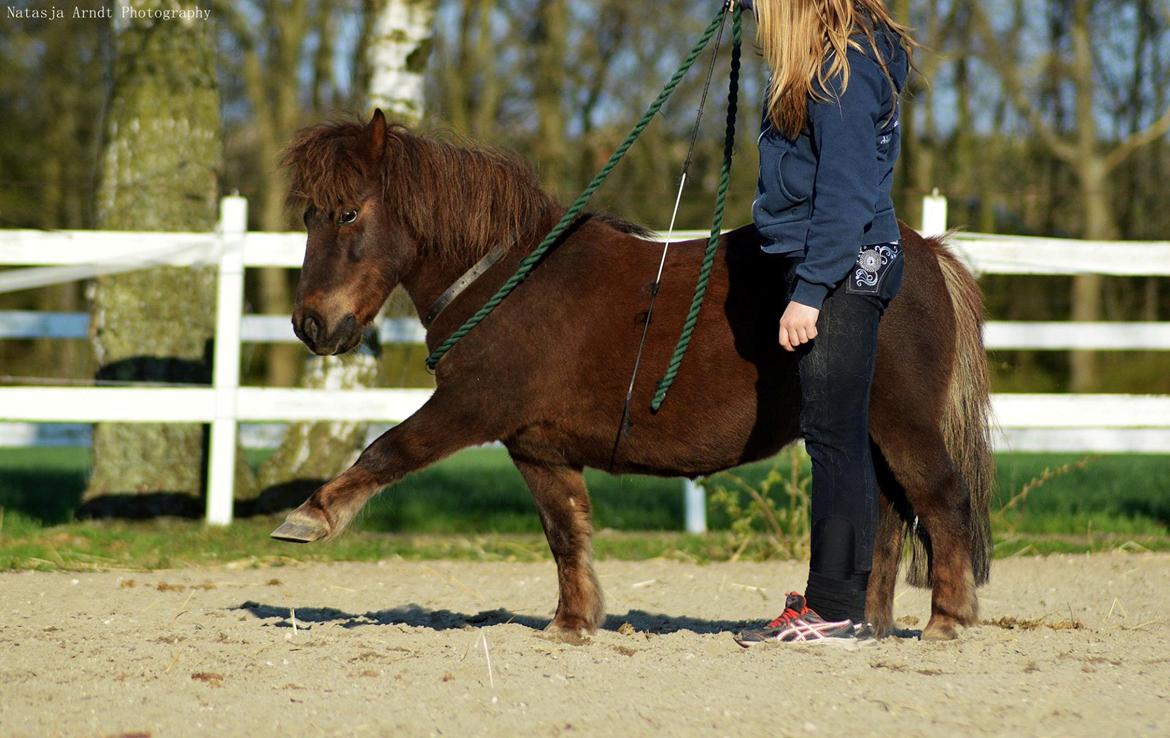 Shetlænder Rambo billede 13