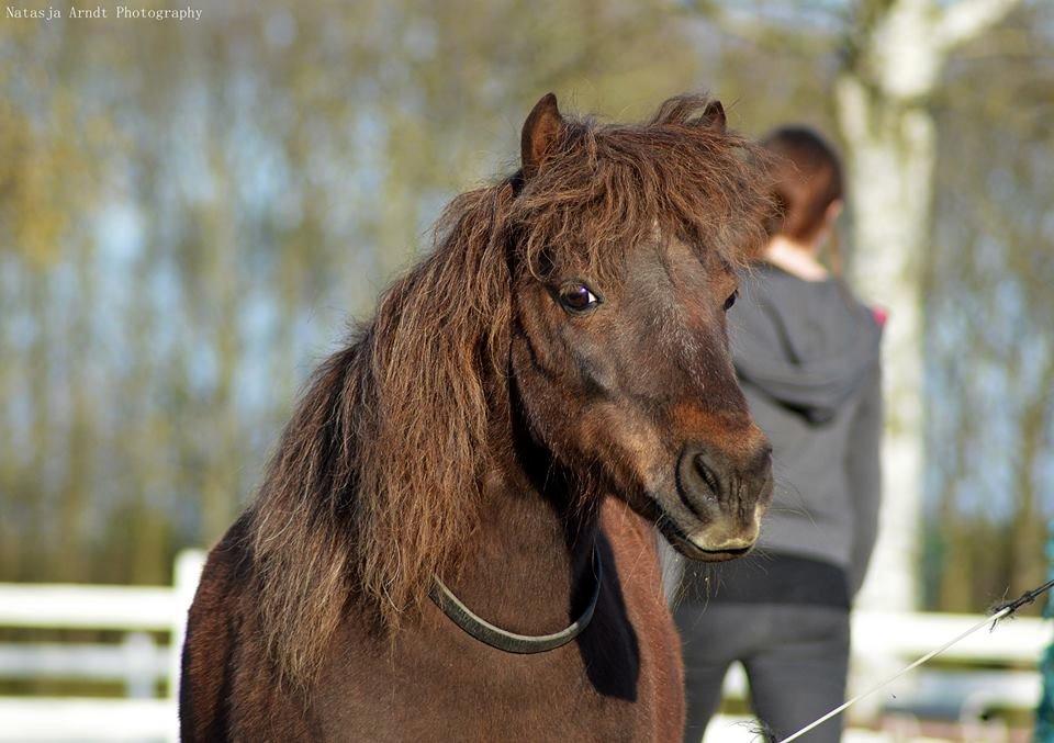 Shetlænder Rambo billede 3