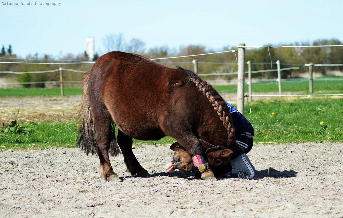 Shetlænder Rambo billede 2