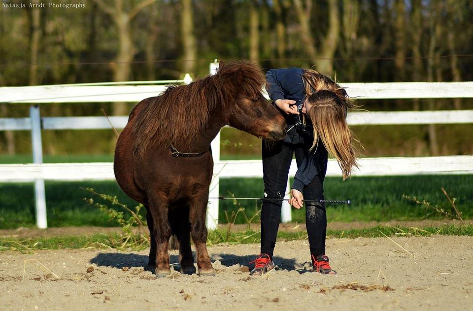 Shetlænder Rambo billede 14
