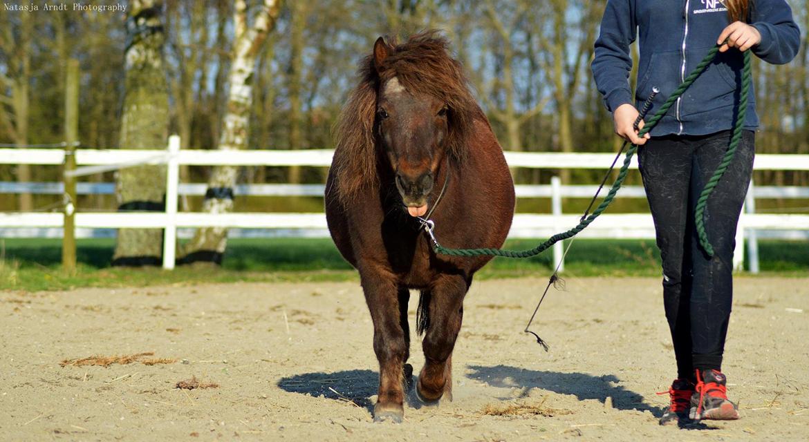Shetlænder Rambo billede 7