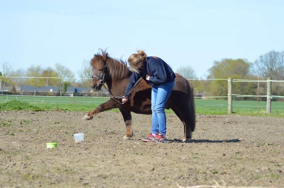 Shetlænder Rambo billede 5