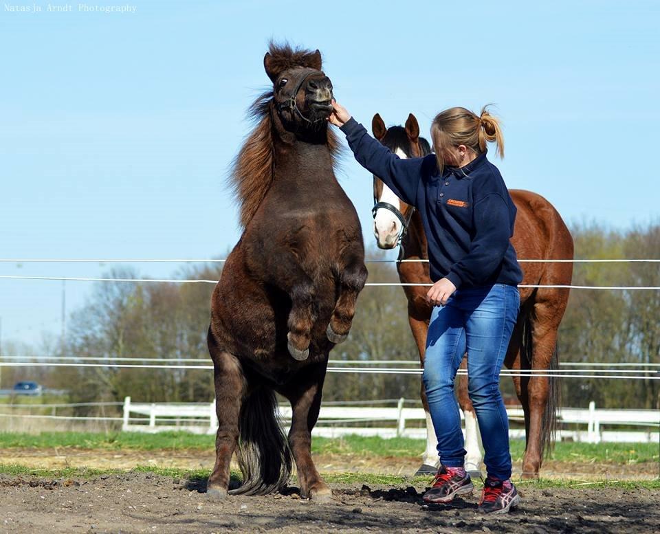 Shetlænder Rambo billede 15