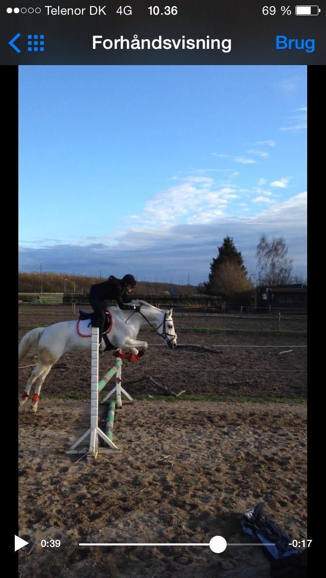 Anden særlig race Magic Latoya - Springtræning 2014, 1 meter billede 16