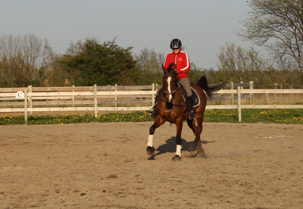 Fuldblod (XX) Flyin Dane (Fabian) billede 12