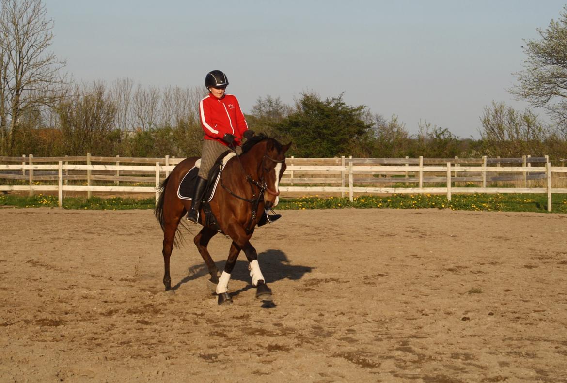 Fuldblod (XX) Flyin Dane (Fabian) billede 14