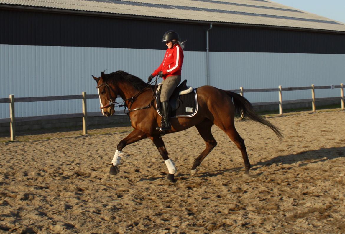 Fuldblod (XX) Flyin Dane (Fabian) billede 16