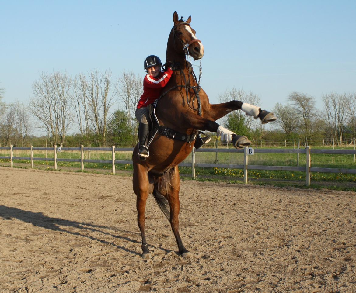 Fuldblod (XX) Flyin Dane (Fabian) - Ups. ;)  billede 18