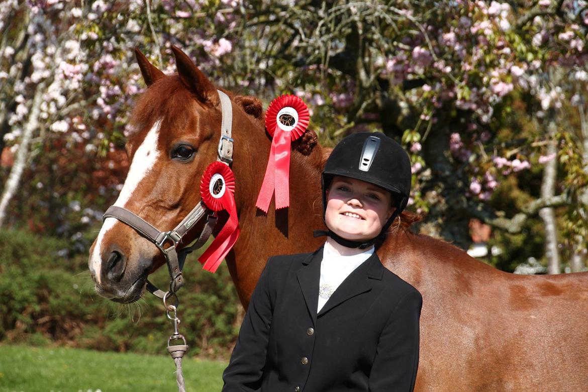 Hollandsk Sportspony Barrichello  - Den pony betyder alt! Foto: Kathrine Pedersen billede 12