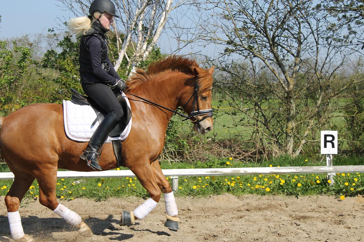 New Forest Spirit (Tidl. part) billede 3