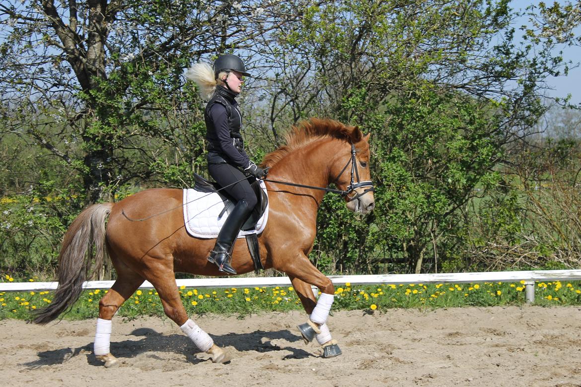 New Forest Spirit (Tidl. part) - Spirit-fyren i en kontra:) billede 14