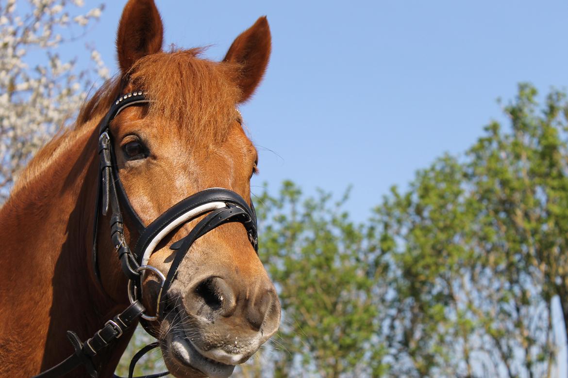 New Forest Spirit (Tidl. part) billede 4