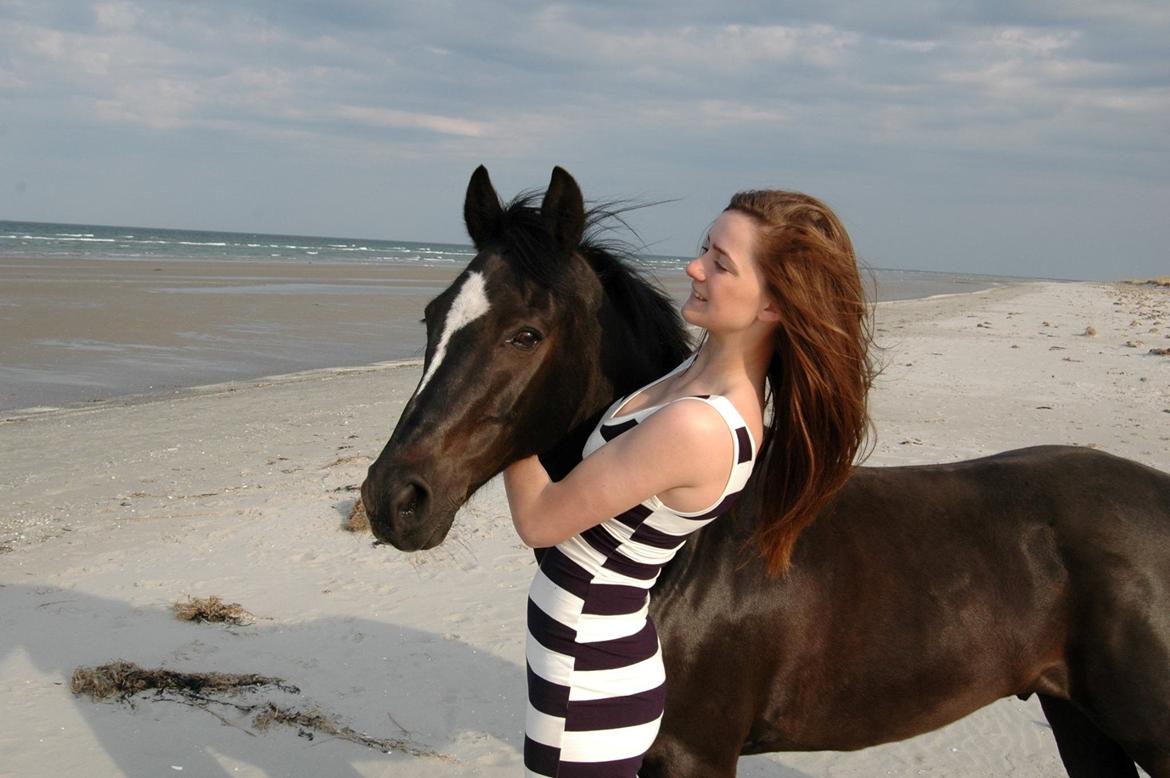 Hollandsk Sportspony Jimmy billede 19