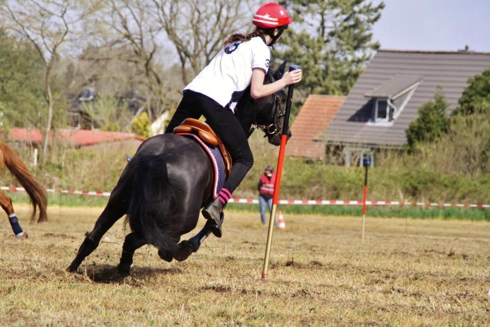 Hollandsk Sportspony Jimmy billede 20