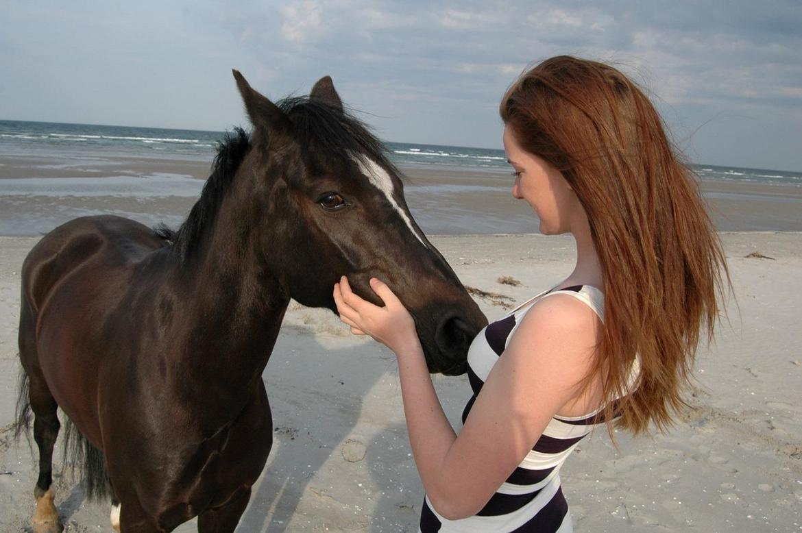 Hollandsk Sportspony Jimmy billede 1