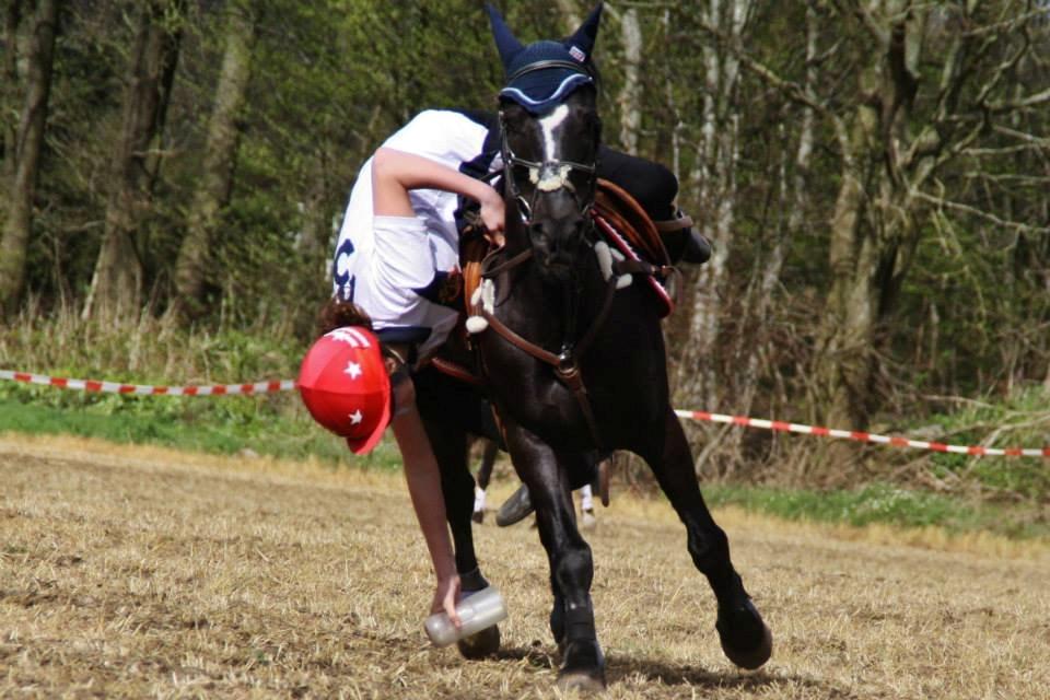 Hollandsk Sportspony Jimmy billede 9