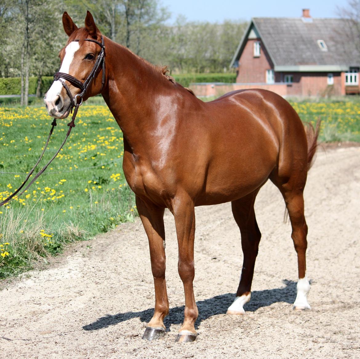 Dansk Varmblod Jo's Apple billede 8