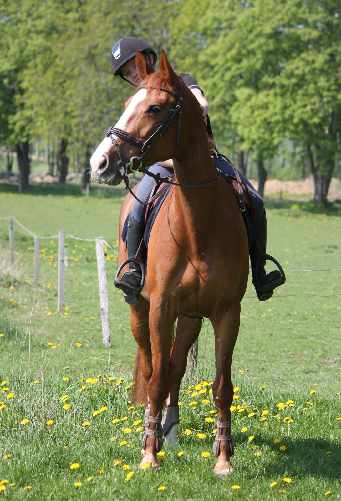 Dansk Varmblod Jo's Apple billede 2