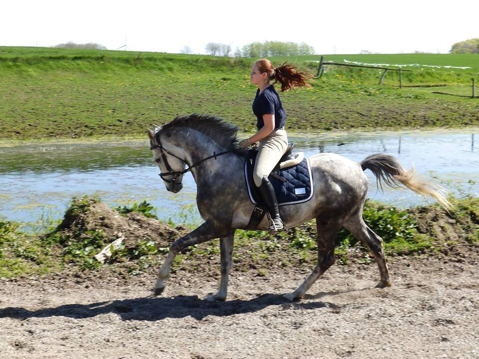 Anden særlig race Østermarkens Chassie billede 8
