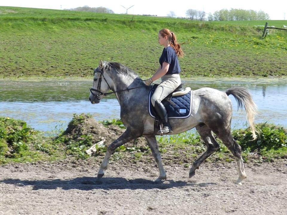 Anden særlig race Østermarkens Chassie billede 9