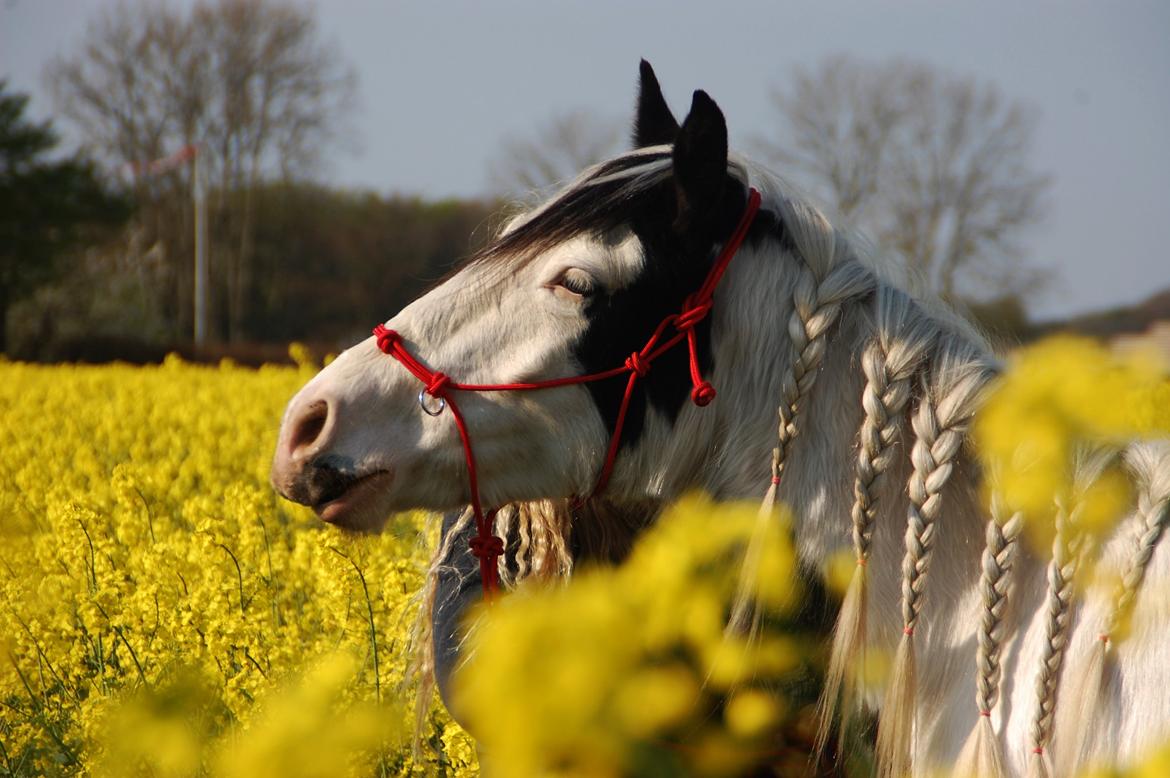 Tinker Hauge's Aileen [Ko] - 4 år billede 24