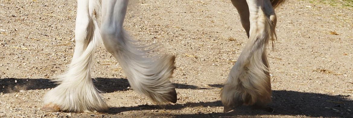 Tinker Hauge's Aileen [Ko] - 1 år billede 20