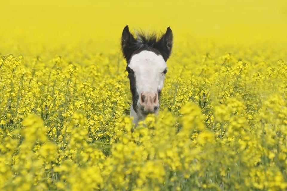 Tinker Hauge's Aileen [Ko] - Follebolle i raps marken! alt for kær.. - 0 år billede 11