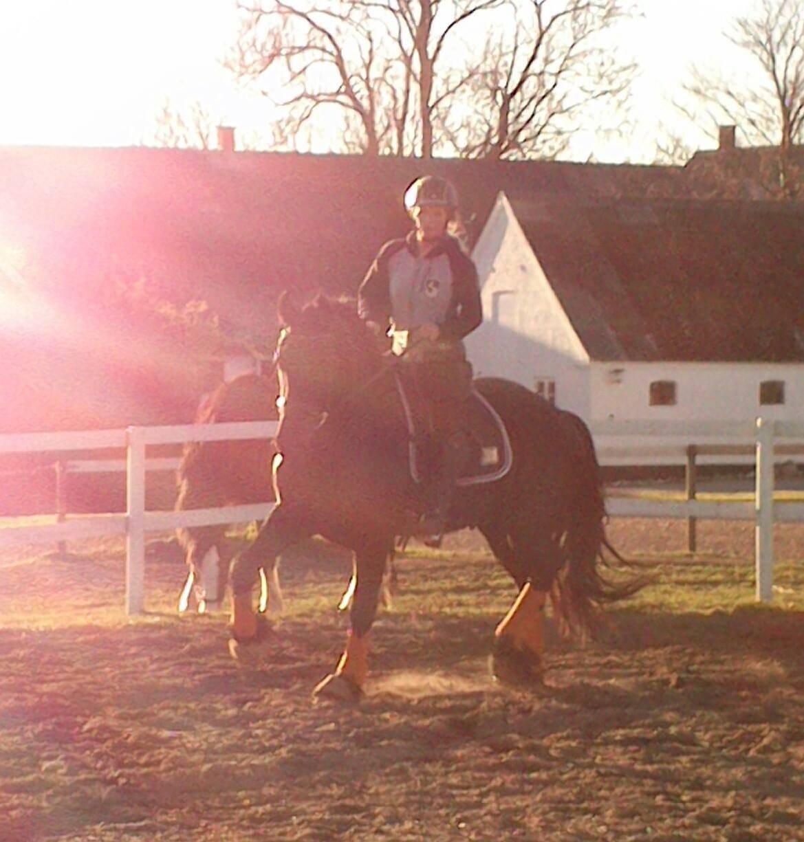 Frieser Douwe fan it Heim billede 9