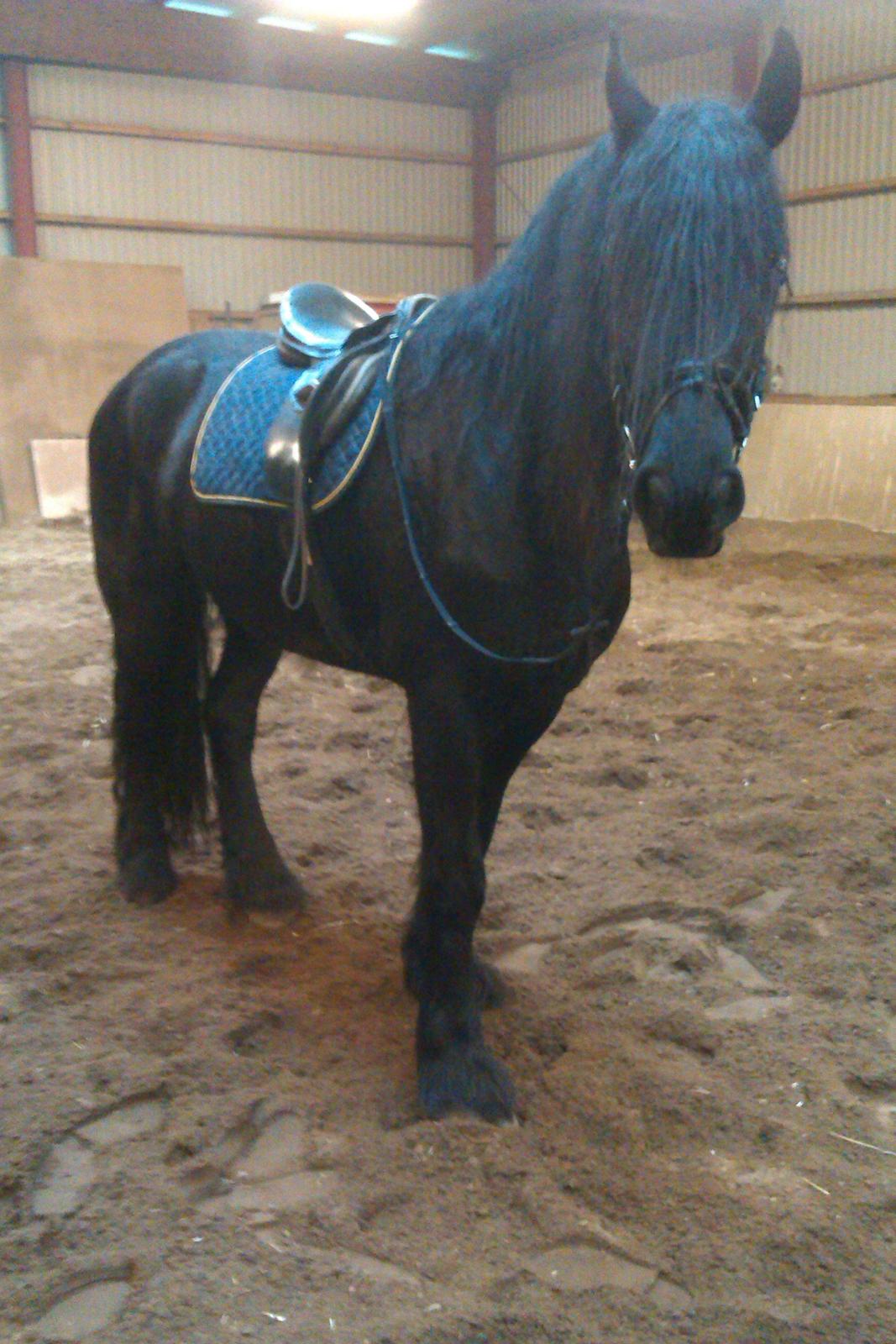 Frieser Kasper billede 10