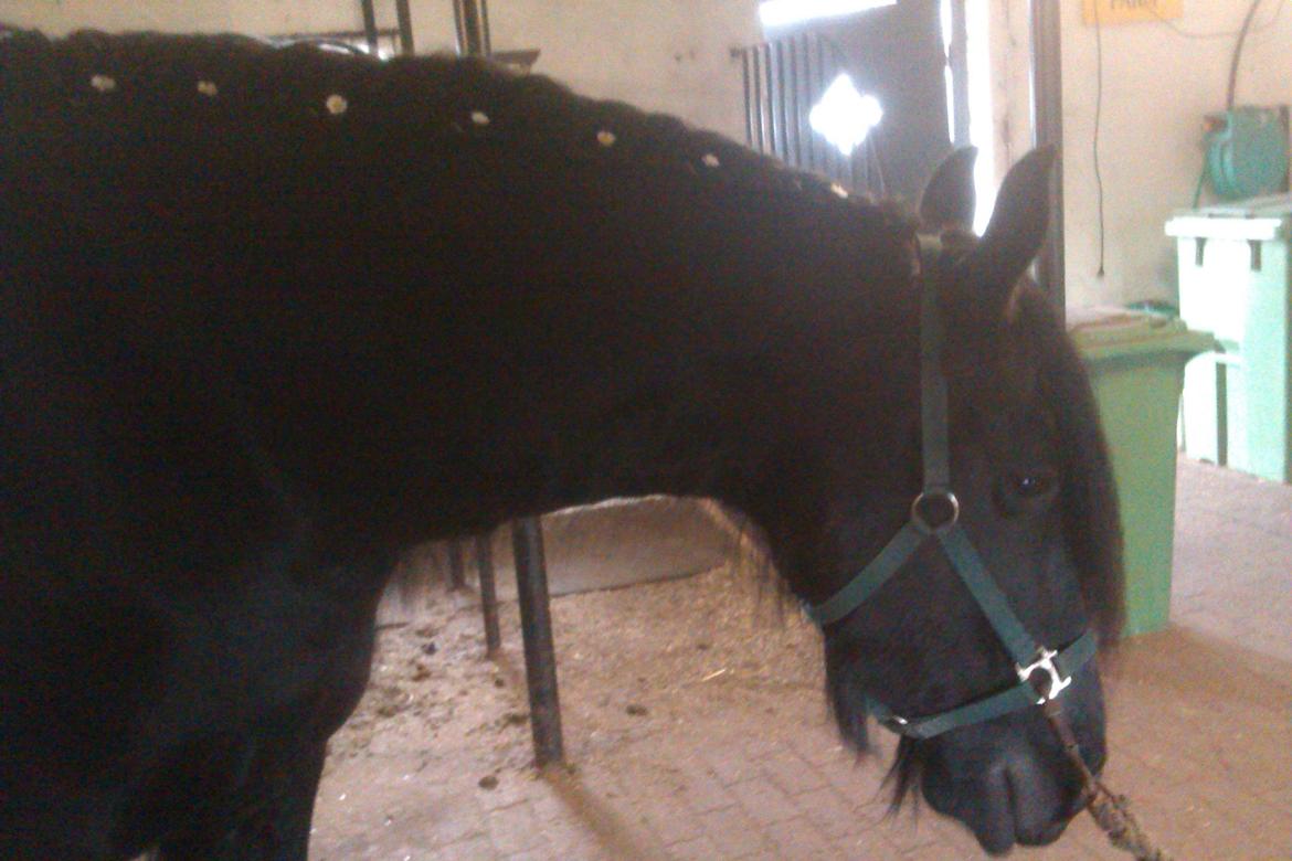 Frieser Kasper - Nu med blomster i håret! billede 11