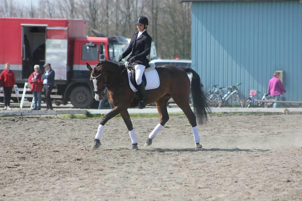Dansk Varmblod Landlystes Isabella billede 17