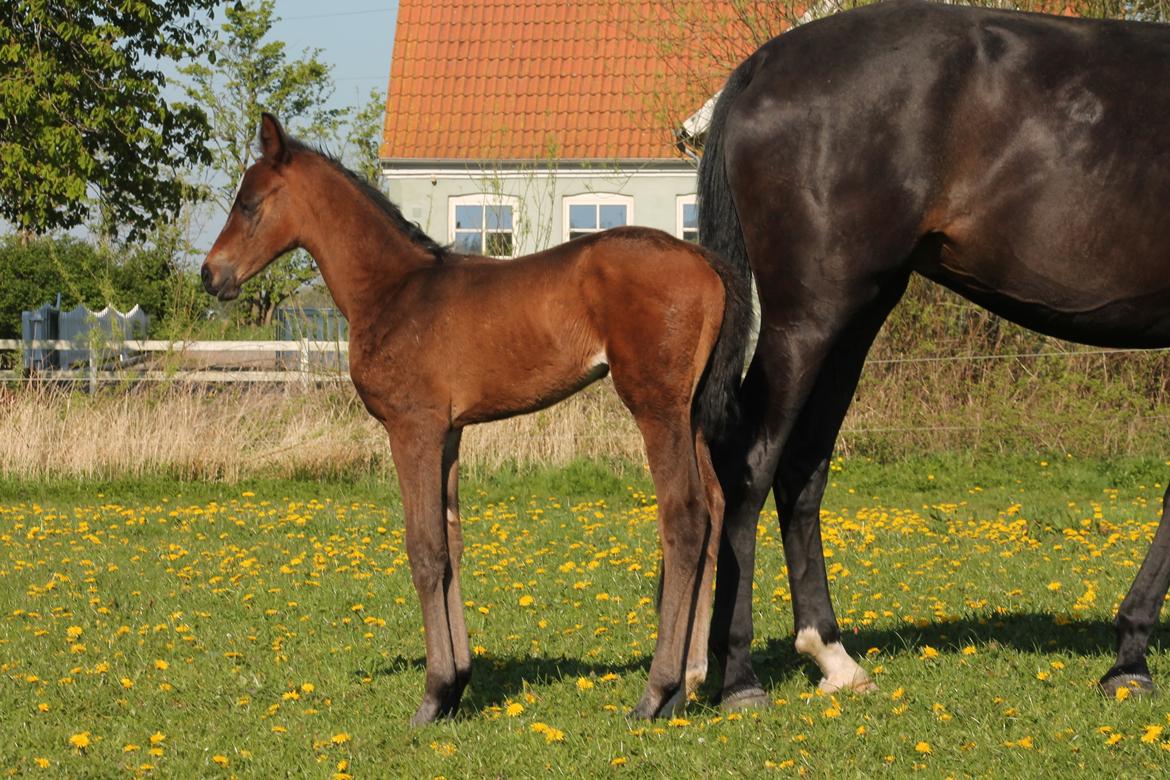 Dansk Varmblod Lygum's Rockzet billede 7