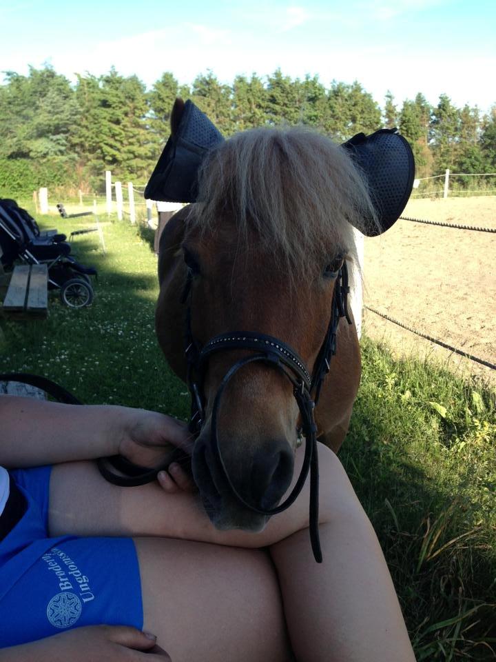 Shetlænder Basti - Lidt sjov må man gerne så længe Basti bare får opmærksomhed er han ligeglad :-) billede 13