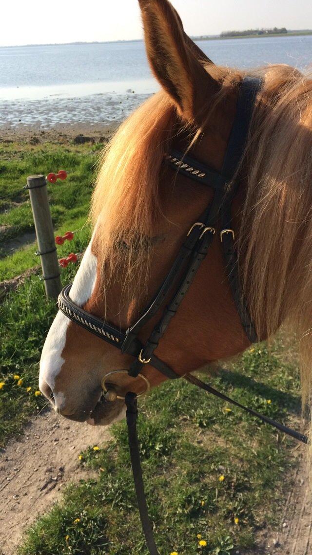 Anden særlig race Olivar - Solgt billede 17