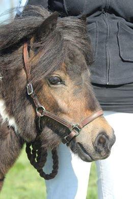 Shetlænder Bellis Merci *solgt* - Smukke Merci - April 2014 billede 4