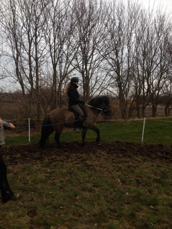 Islænder Perla fra Linå Mark billede 7