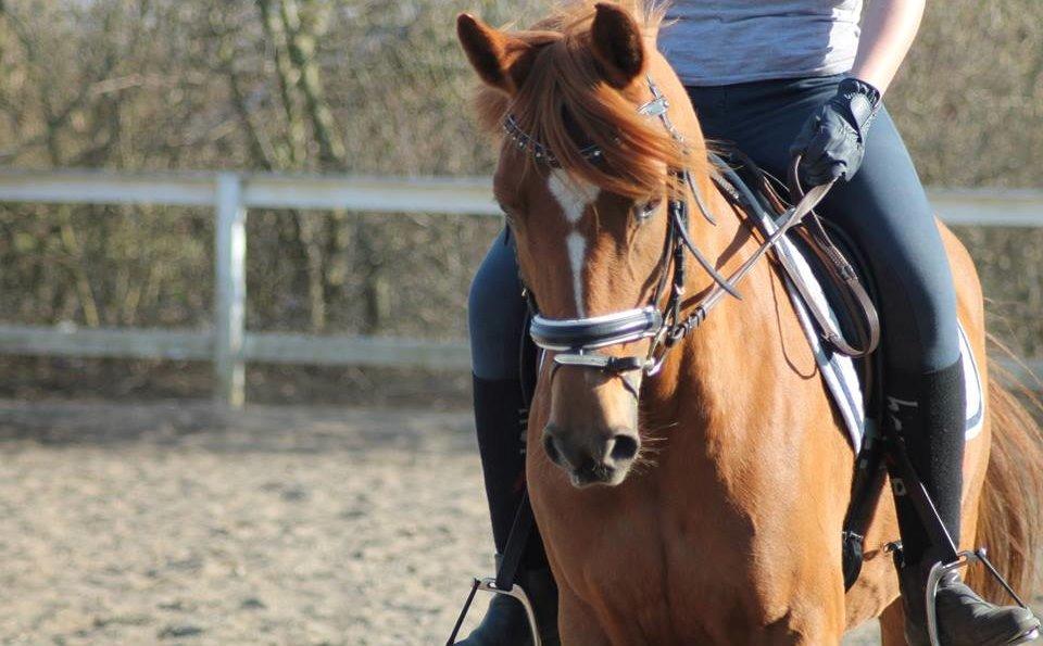 DSP Quien - Åårh jeg elsker det her billede hun er så fin, vi rider ude i det gode vejr :) billede 2