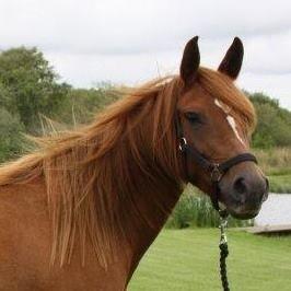 DSP Quien - Det er det første billede af min lille hypper <3 billede 16