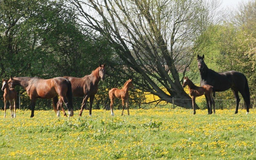 Dansk Varmblod Lygum's Donna Zaga *Himmel hest*  - Mig og mine vnner. Vi er alle tre efter Blue Hors hingste, og to af os med Blue Hors hingste som morfar. billede 2