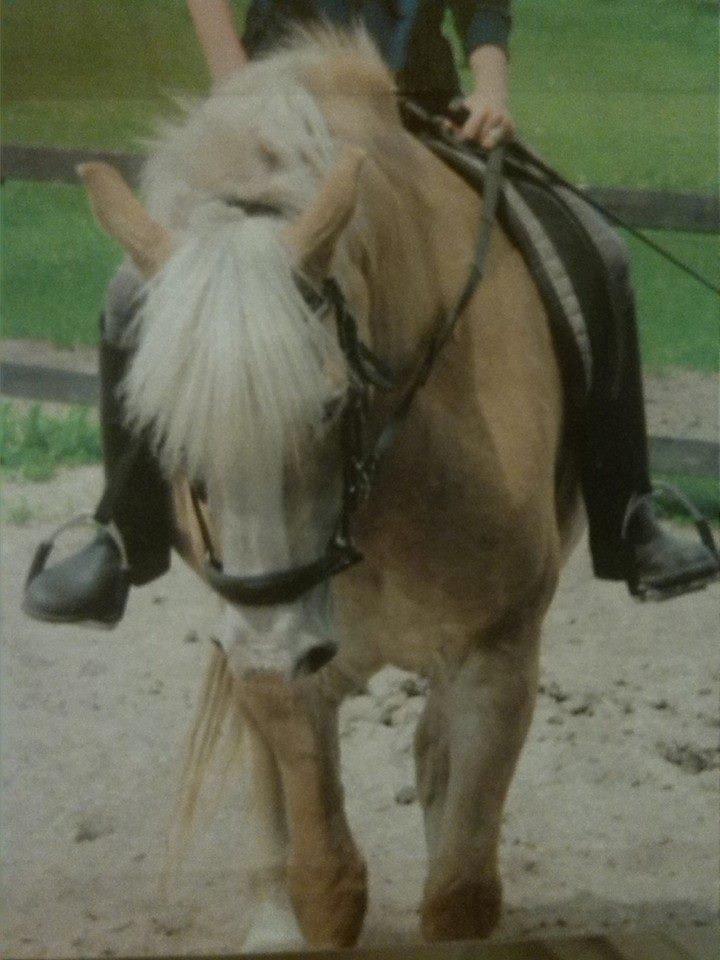 Tyroler Haflinger Nilly Kyhnaeb billede 18