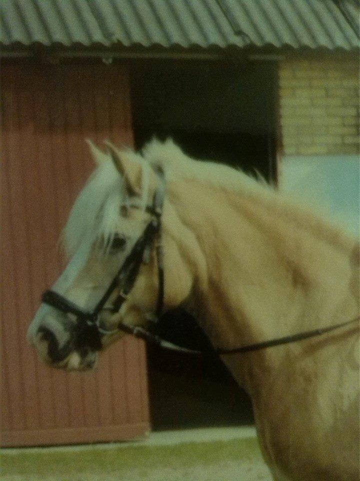 Tyroler Haflinger Nilly Kyhnaeb billede 20