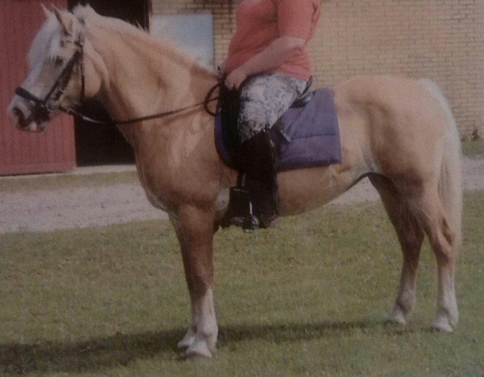 Tyroler Haflinger Nilly Kyhnaeb billede 19