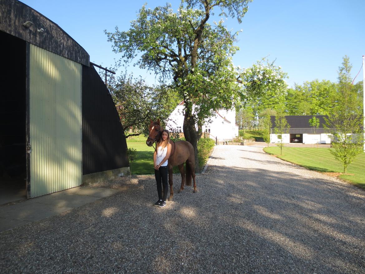 Anden særlig race Ricardo billede 5