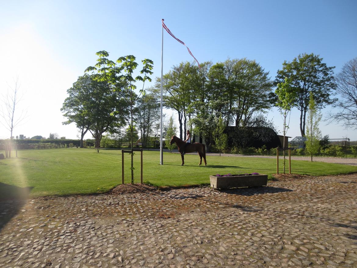 Anden særlig race Ricardo billede 25