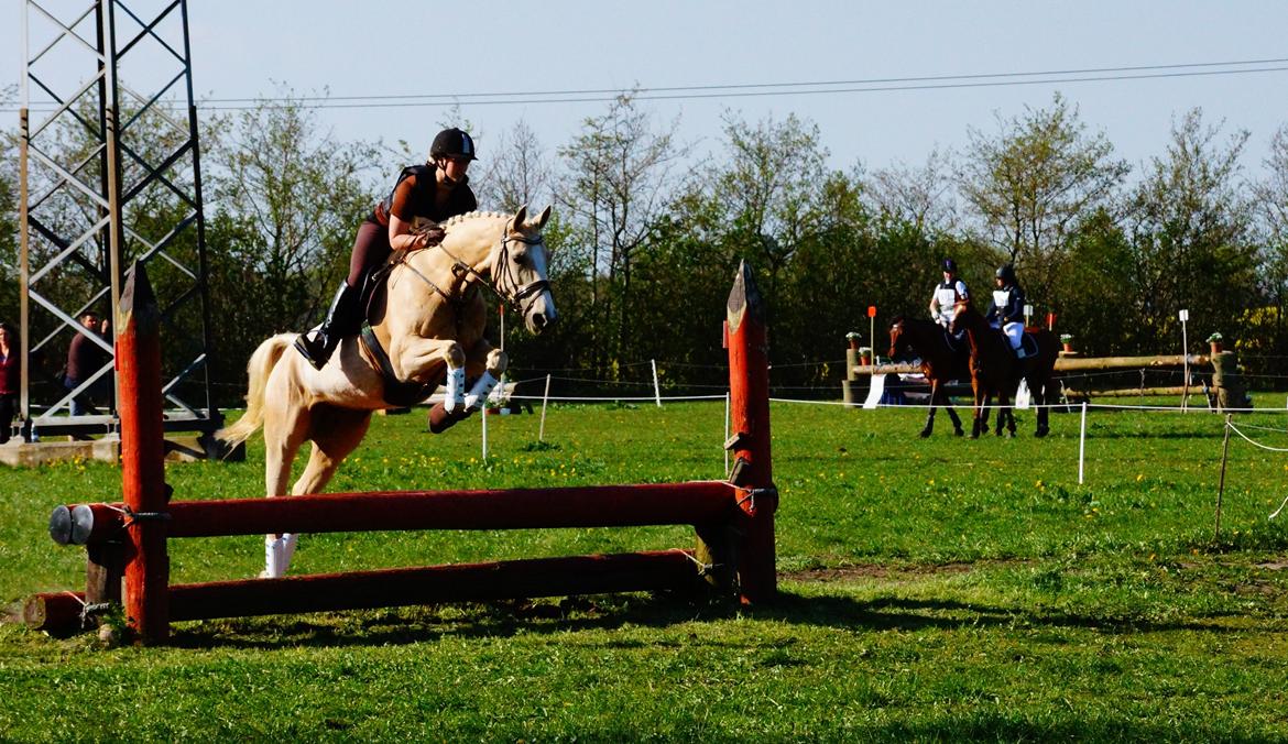 Palomino Duchess billede 20